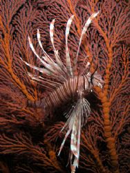 Lionfish Fandango. Taken under Pertamina Pier with an Oly... by Nick Hobgood 